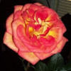 jeannie1919w